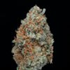 AK-47 Marijuana Strain