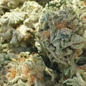 Trainwreck Marijuana Strain