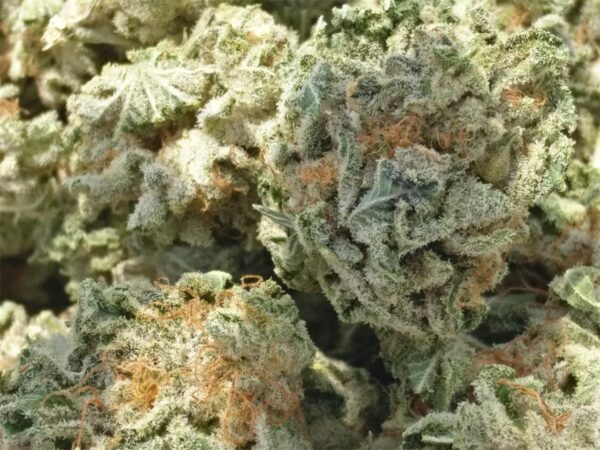 Trainwreck Marijuana Strain