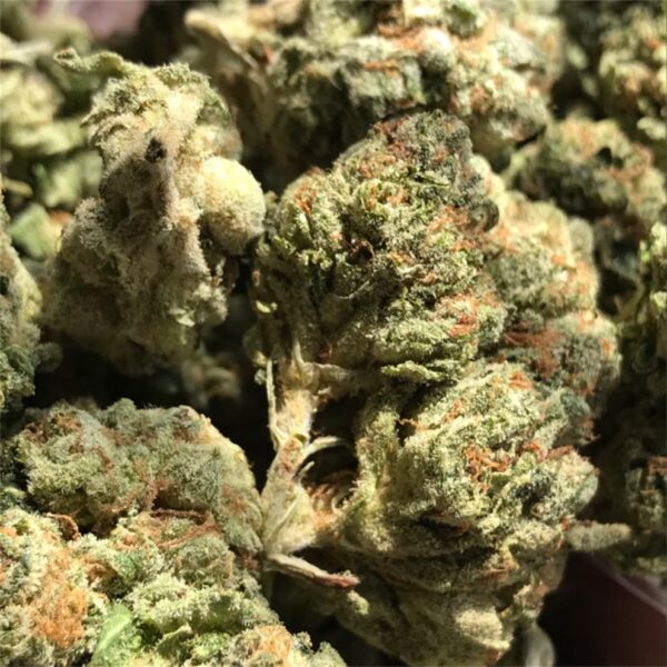 Blue Cheese Marijuana Strain