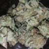 Girl Scout Cookies Marijuana Strain