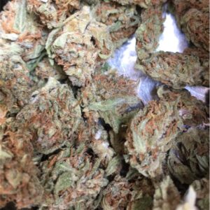 Girl Scout Cookies Marijuana Strain