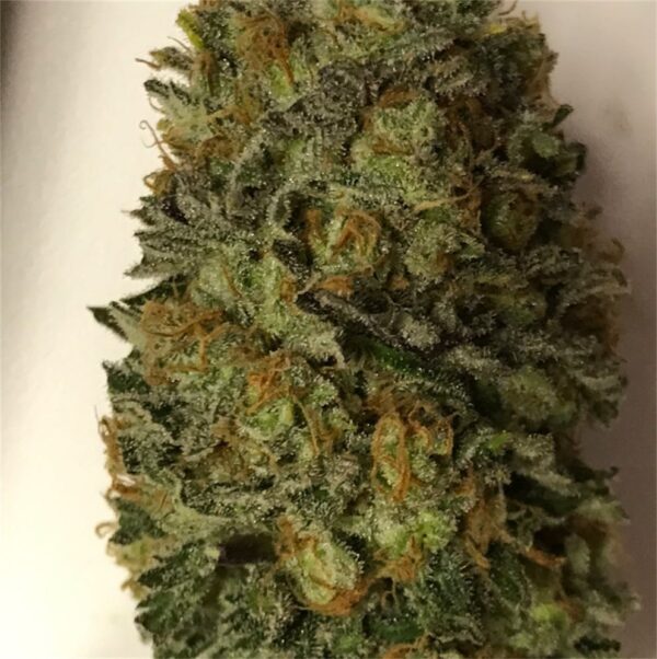 Northern Lights Marijuana Strain