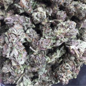 Purple Kush Marijuana Strain