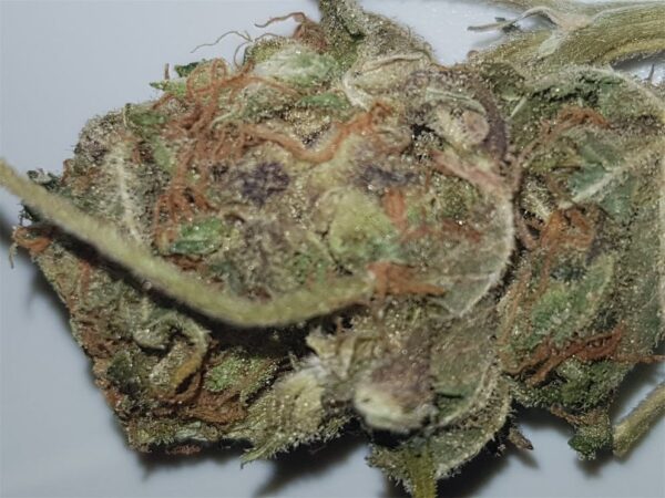 Purple Kush Marijuana Strain