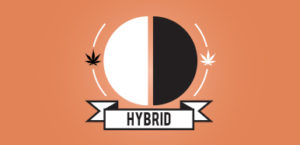 hybrid marijuana strains, buy weed online, buy marijuana online, weed online, buy weed online, weed for sale buy, Buy Marijuana online Canada