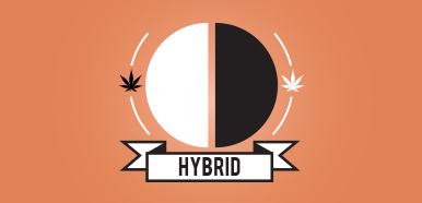hybrid marijuana strains, buy weed online, buy marijuana online, weed online, buy weed online, weed for sale buy, Buy Marijuana online Canada