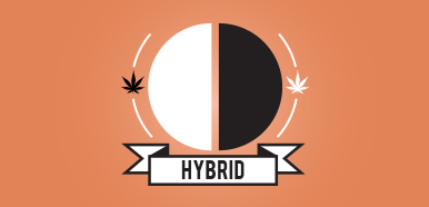 Buy Weed Online Mood, hybrid marijuana strains, buy weed online, buy marijuana online, weed online, buy weed online, weed for sale buy, Buy Marijuana online Canada