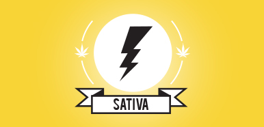 Sativa cannabis strains, buy weed online, buy marijuana online Canada, weed online, buy weed online, weed for sale buy