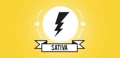 Sativa cannabis strains, buy weed online, buy marijuana online Canada, weed online, buy weed online, weed for sale, Buy Weed Online Mood
