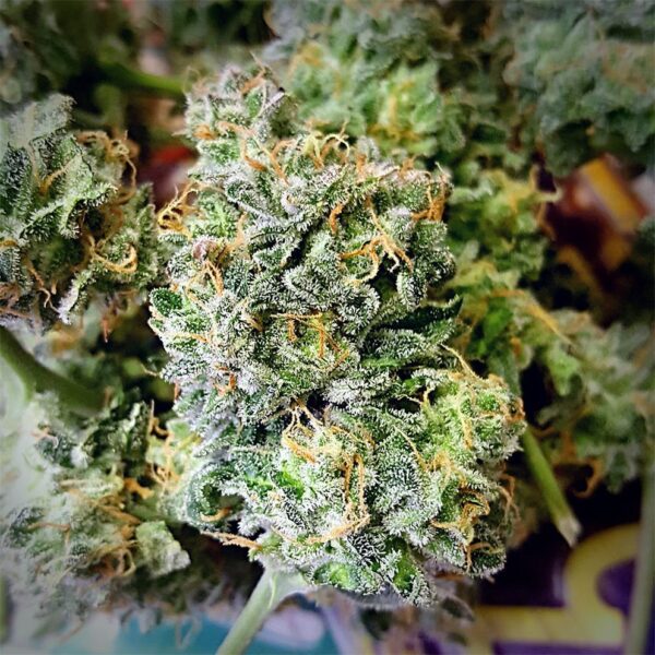 White Widow Marijuana Strain