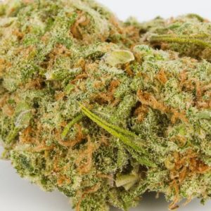 Dutch Treat Marijuana Strain