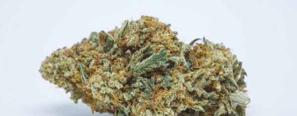 Golden Goat Marijuana Strain