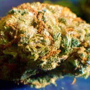 Harlequin Marijuana Strain