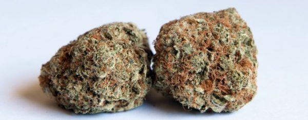 Mango Kush Marijuana Strain