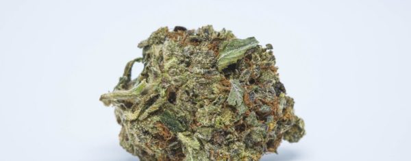 Shiva Skunk Marijuana Strain