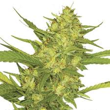 Sour Diesel Marijuana Seeds