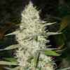 Super Silver Haze Marijuana Seeds