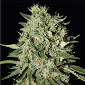 White Widow Marijuana Seeds