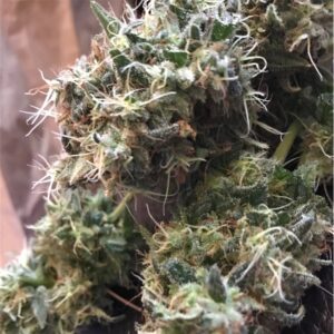 Amnesia Haze Marijuana Strain