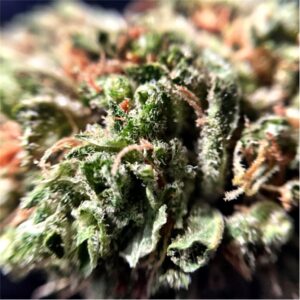 Durban Poison Marijuana Strain