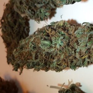 Jack Herer Marijuana Strain