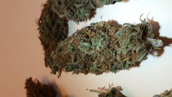 Jack Herer Marijuana Strain