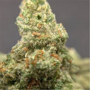 Jack Herer Marijuana Strain