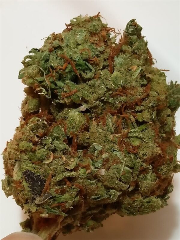 Lemon Haze Marijuana Strain