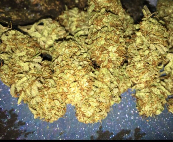 The LSD strain was bred by Barneys Farm, with a lineage from Mazar-I-Sharif and Skunk #1. It is a disease-resistant plant that does well in most growing conditions. The buds form in curved triangles, yielding approximately 600 grams per square meter. Flowering time is approximately 8-9 weeks. This strain is popular for its vivid euphoric experience and powerful body buzz.