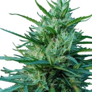 OG Kush Marijuana Seeds