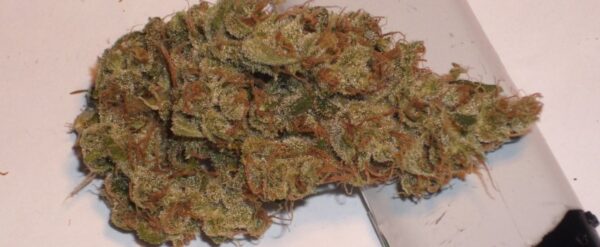 Alpine Star Marijuana Strain