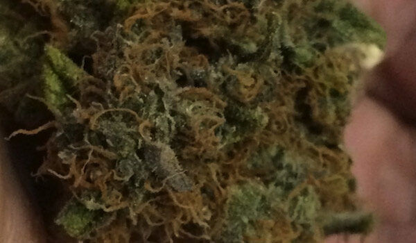 Haze Berry Marijuana Strain