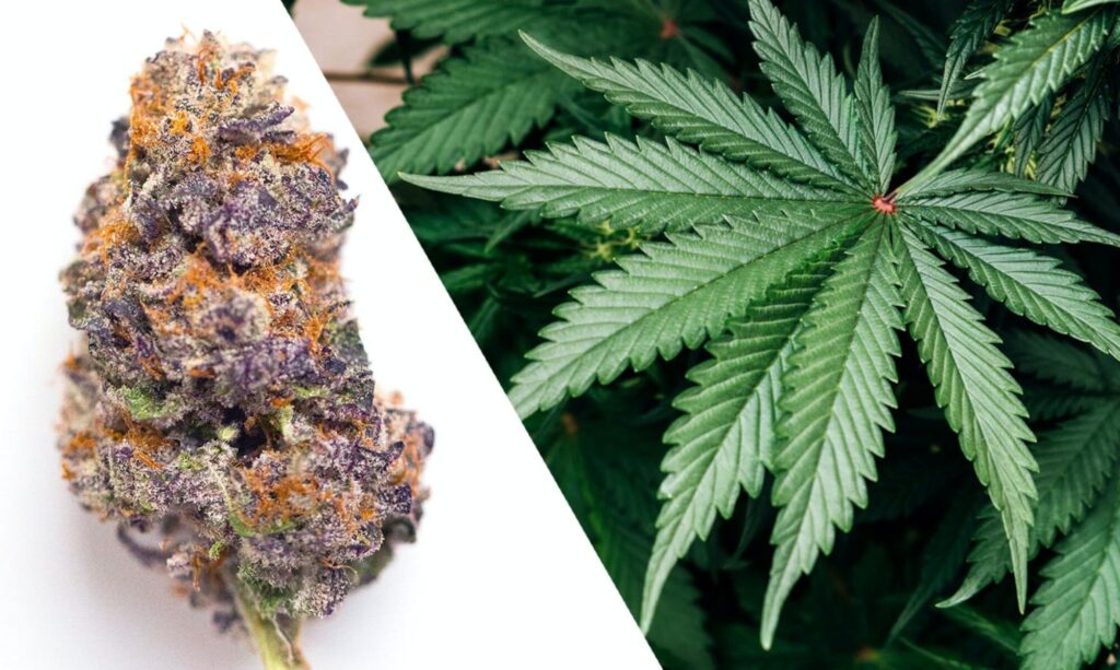 Best marijuana strains for pain, Online Cannabis Dispensary