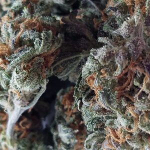 Grapefruit Marijuana Strain