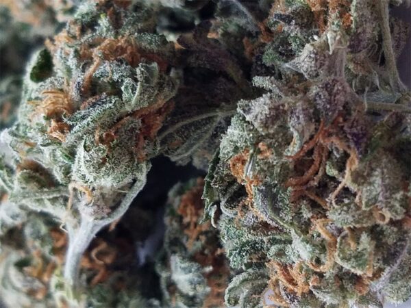 Grapefruit Marijuana Strain