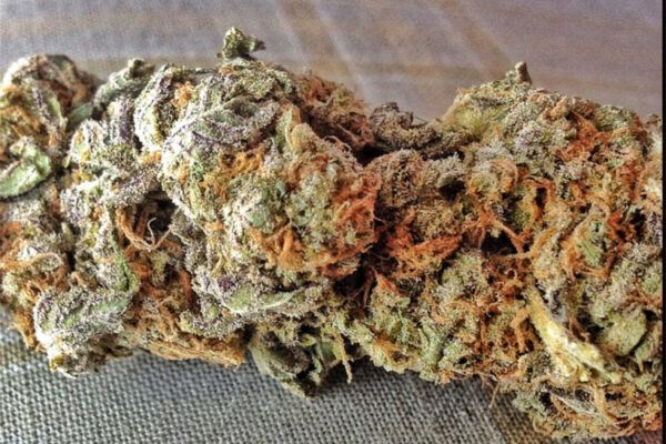 Ice Cream Cake Marijuana Strain