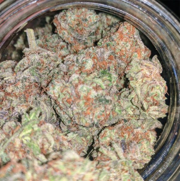 Purple Punch Marijuana Strain