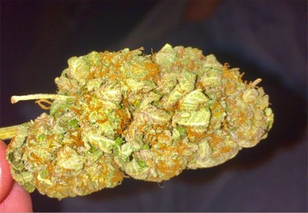 Shining Silver Haze Marijuana Strain