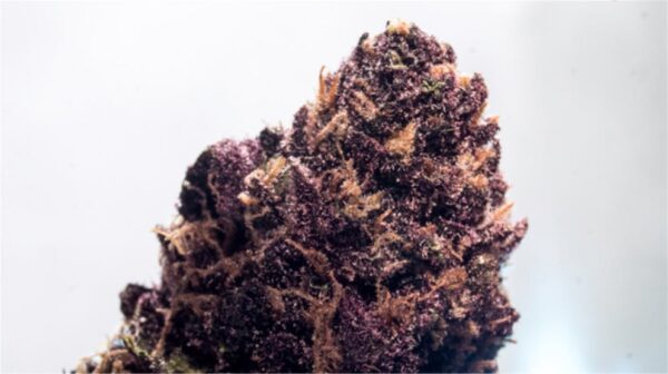 Sirius Black Marijuana Strain