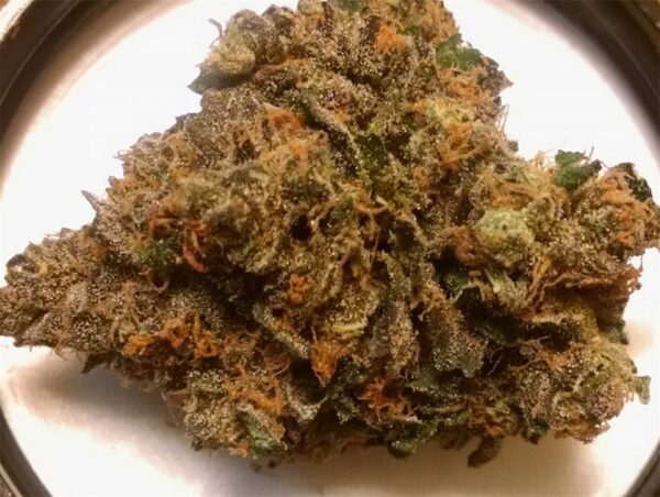 Sunset Sherbet Marijuana Strain