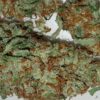 White Rhino Marijuana Strain