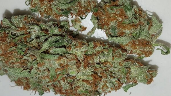 White Rhino Marijuana Strain