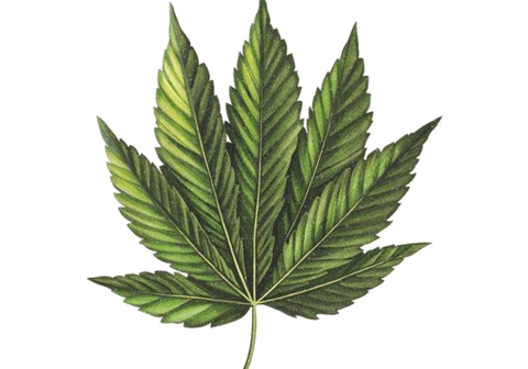 types of cannabis strains, hybrid cannabis strains, sativa cannabis strains, indica cannabis strains