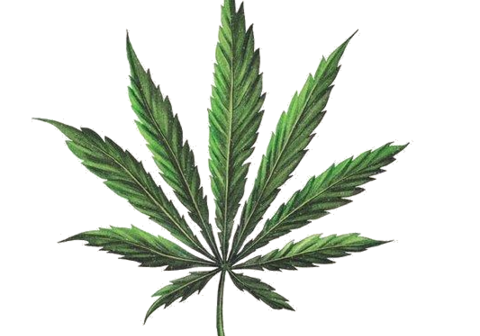 types of cannabis strains, hybrid cannabis strains, sativa cannabis strains, indica cannabis strains