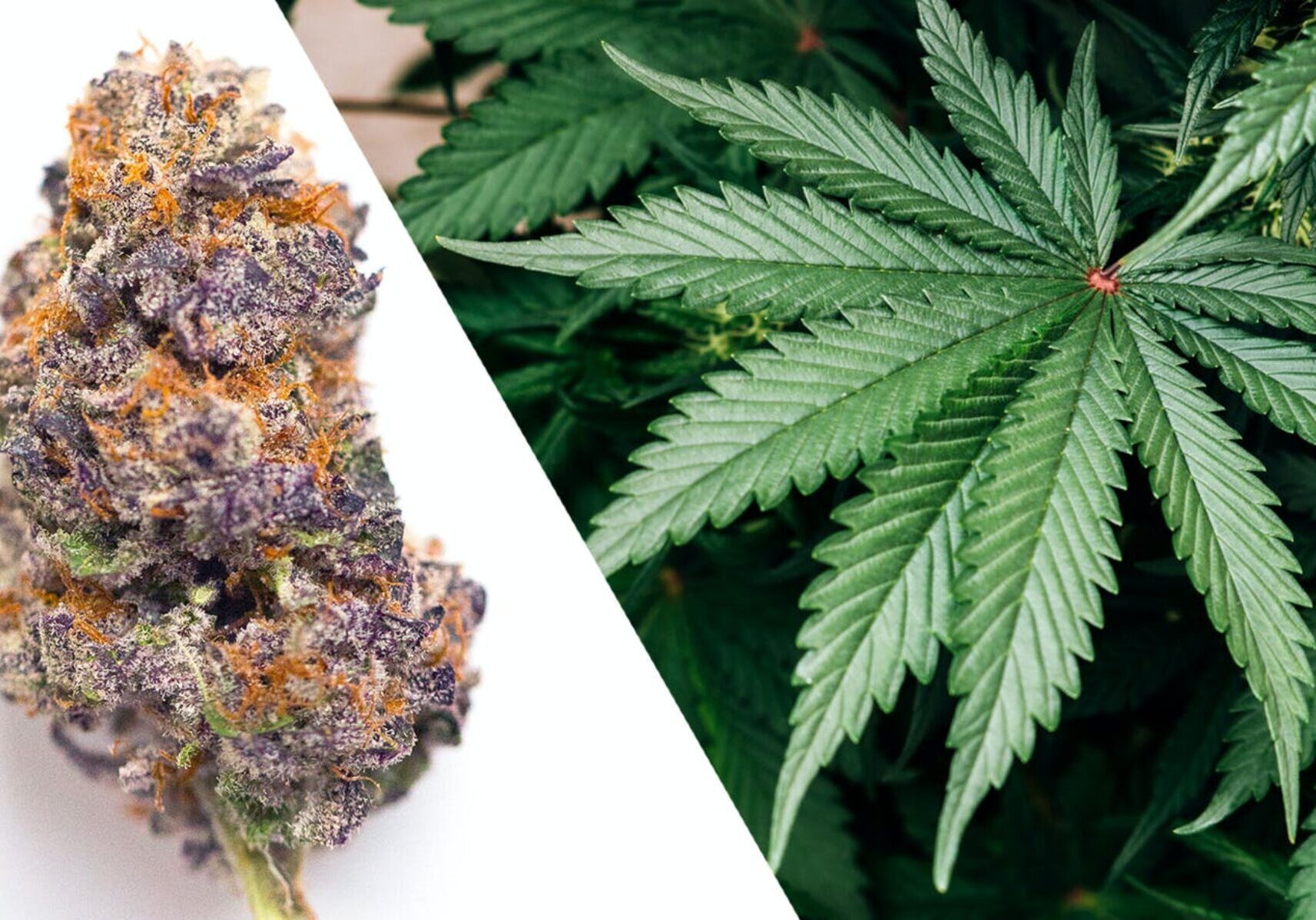 Best marijuana strains for pain, Online Cannabis Dispensary