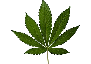 types of cannabis strains, hybrid cannabis strains, sativa cannabis strains, indica cannabis strains