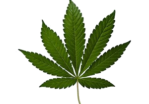 hybrid types of cannabis strains, hybrid cannabis strains, sativa cannabis strains, indica cannabis strains
